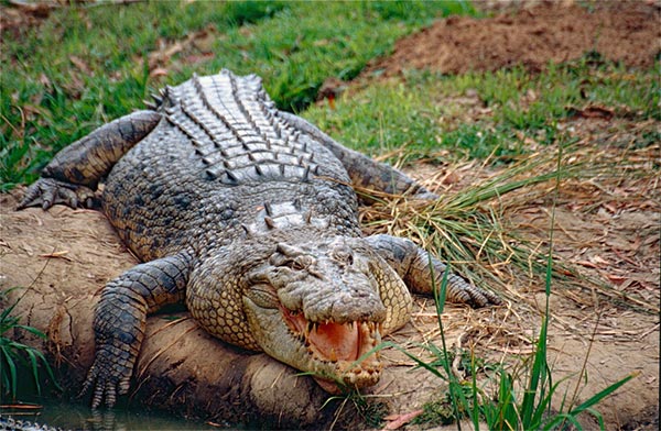 cocodrilo de agua salada