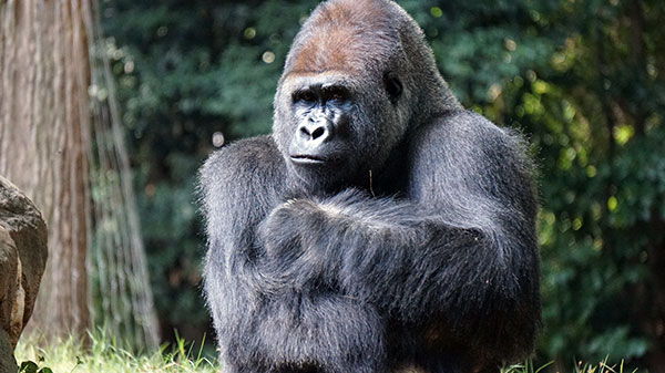 gorila de espalda plateada