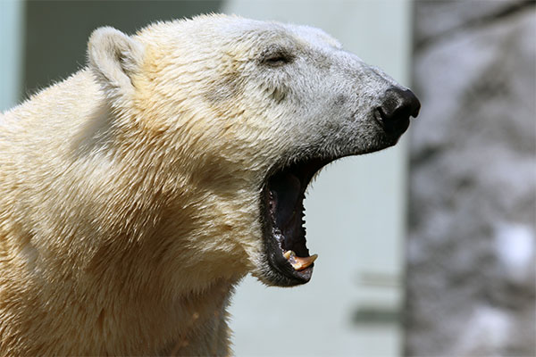 oso polar